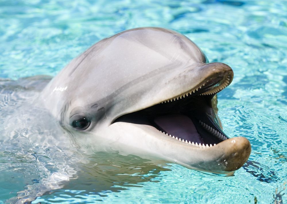 У Японії з басейну втекли четверо дельфінів