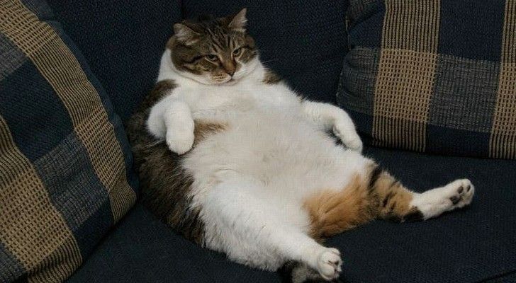 Вчені розповіли правду про сидячий спосіб життя