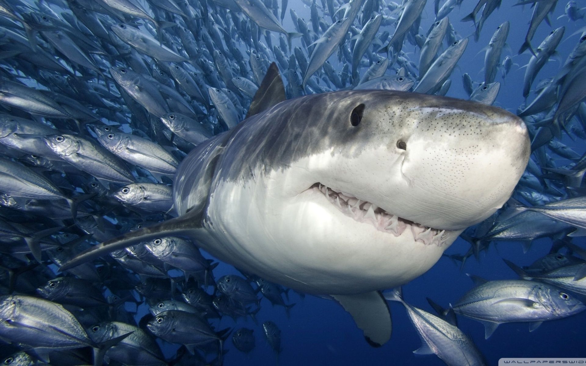 Вчені знайшли в акул протиракові гени