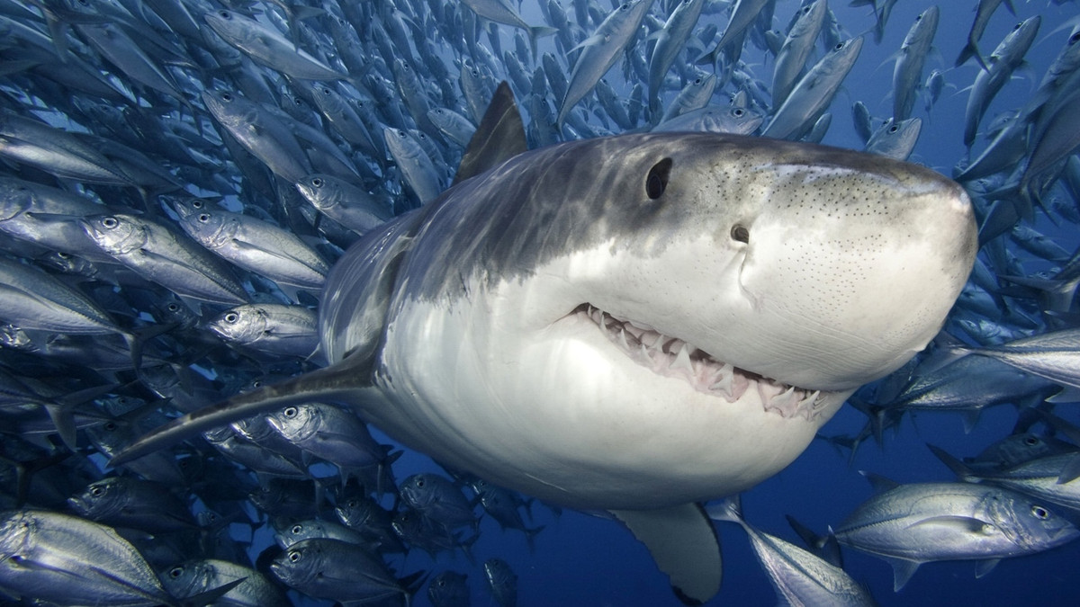 Біла акула - фото 1