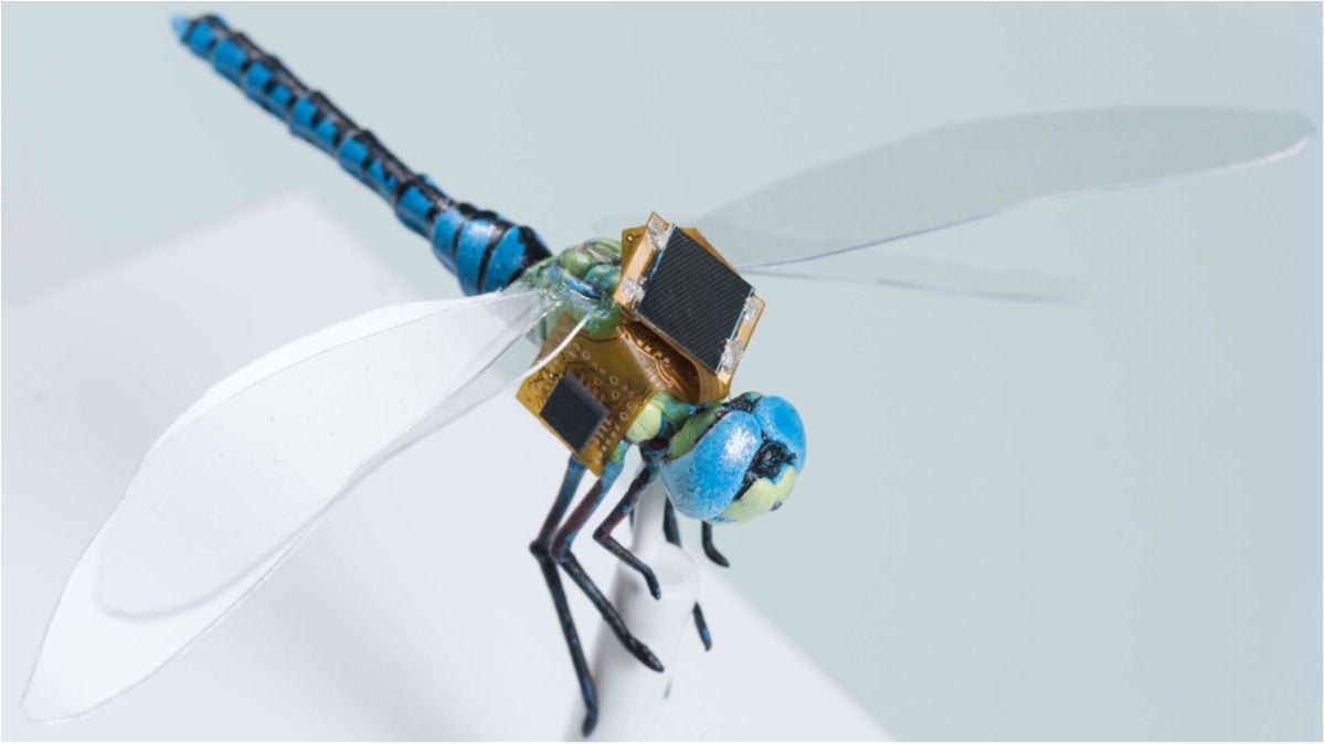 Вчені створили комах-кіборгів