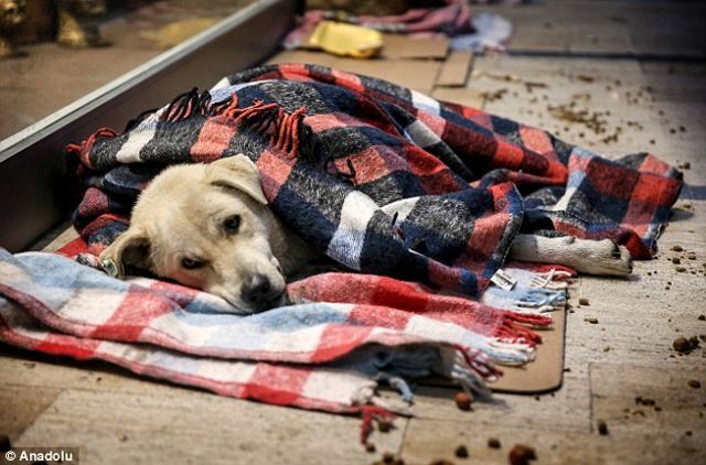 Турецькі кафе та магазини впускали погрітися безхатніх тварин