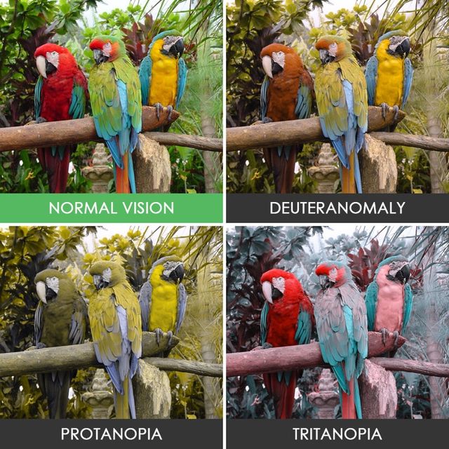 Як люди з різними формами дальтонізму бачать світ - фото 136977