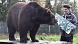 У Фінляндії відкрили виставку ведмедя-художника