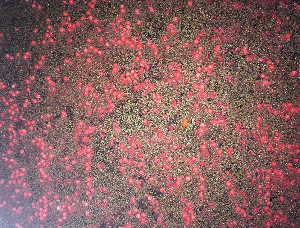 На трасі в США висипалося сотні тисяч цукерок Skittles: фотофакт