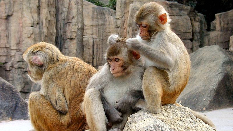 Мавпи-лангури - фото 1