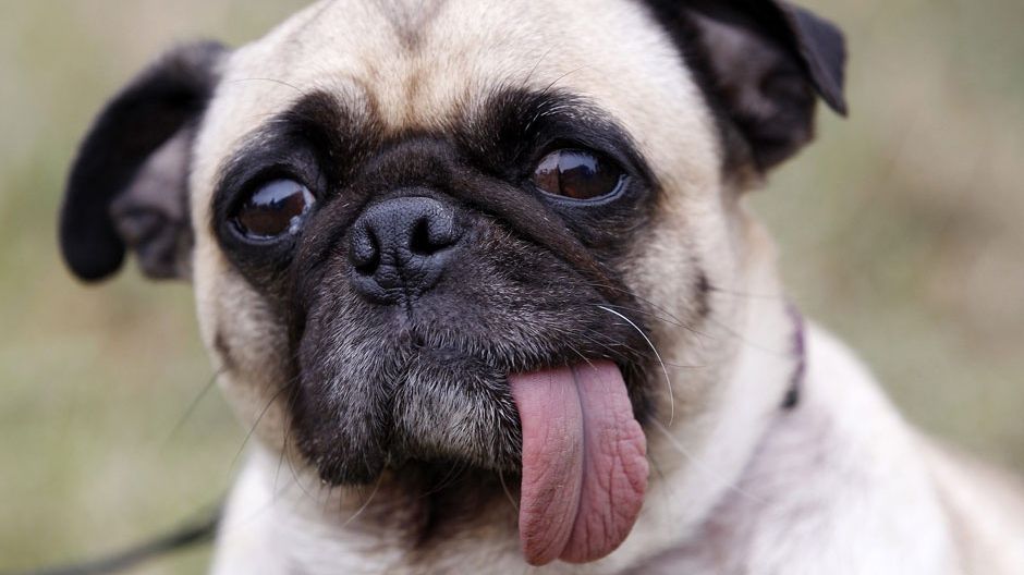 Цей незграбний мопс розсмішить вас до сліз