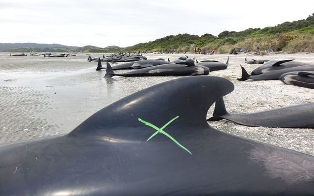 Масове самогубство: ще 200 китів викинулися на сушу в Новій Зеландії - фото 141685