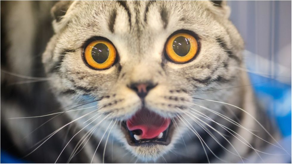 Учені відкрили жахливі наслідки, чим небезпечні кішки