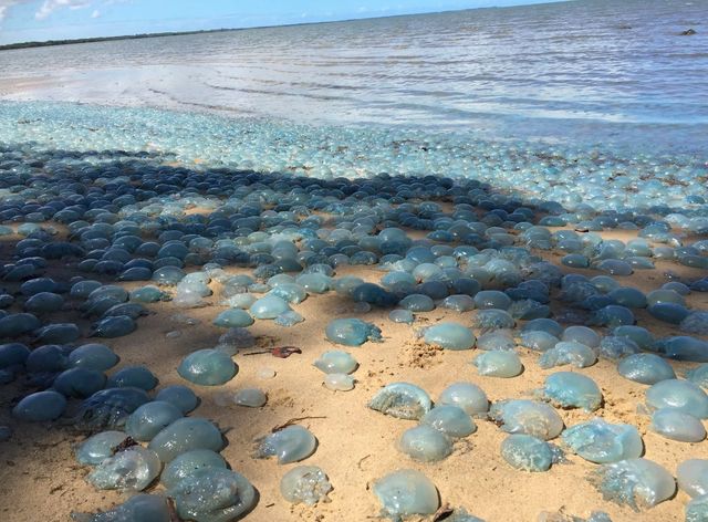 Тисячі медуз "окупували" пляжі Австралії: фотофакт - фото 139397