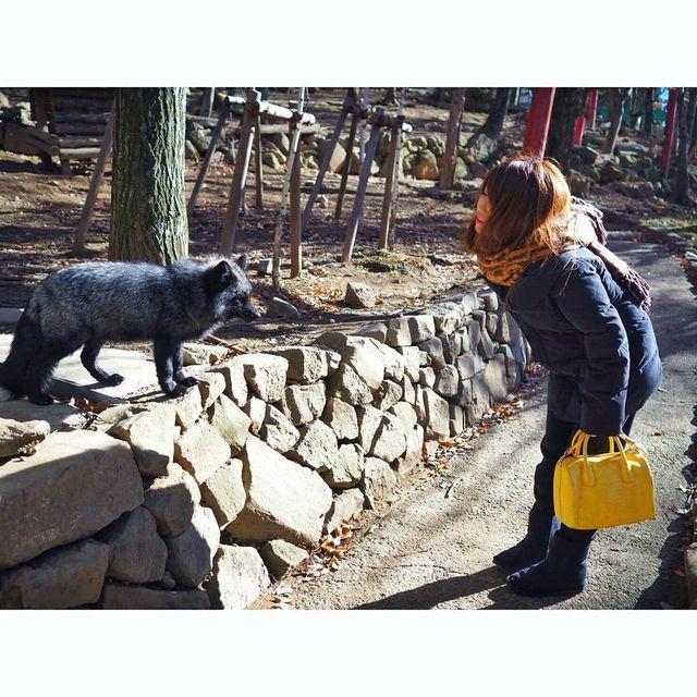 Лисиця - фото 141299