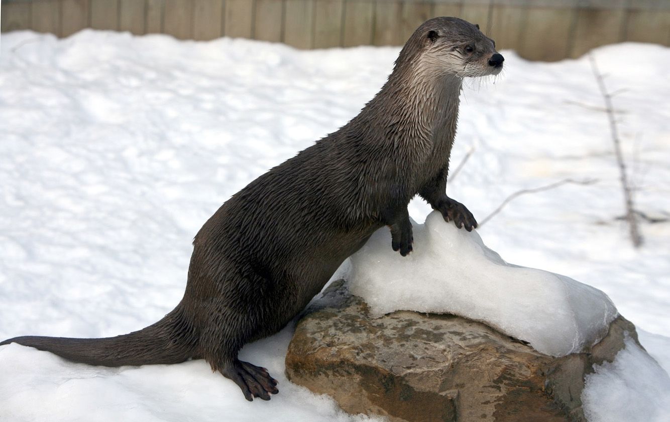Кумедна видра влаштувала атракціон на снігу