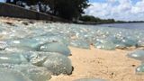 Тисячі медуз 