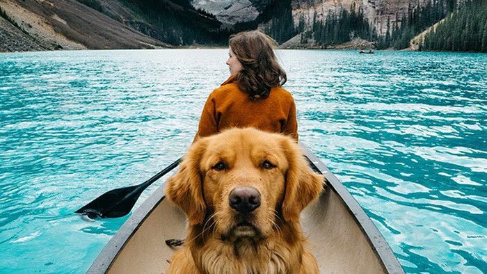 Науковці підтвердили головний міф про собак