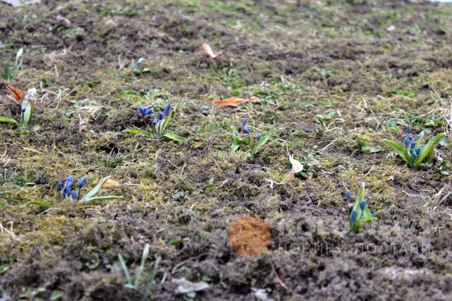 У Полтаві розцвіли проліски: фотофакт - фото 145627