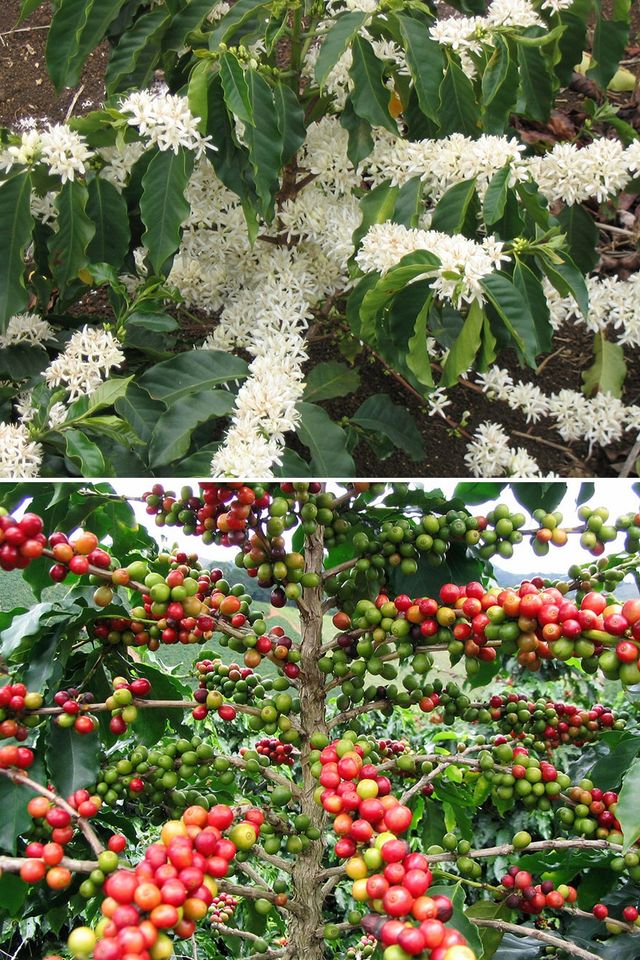 Як насправді ростуть наші улюблені продукти: ці фото вас здивують - фото 146248