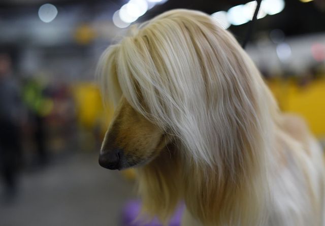 Визначено переможця найпрестижнішої виставки собак: фоторепортаж - фото 143247