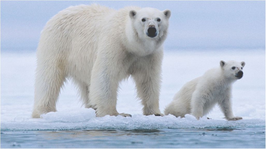 У мережі запустили альтернативу "Синьому киту"