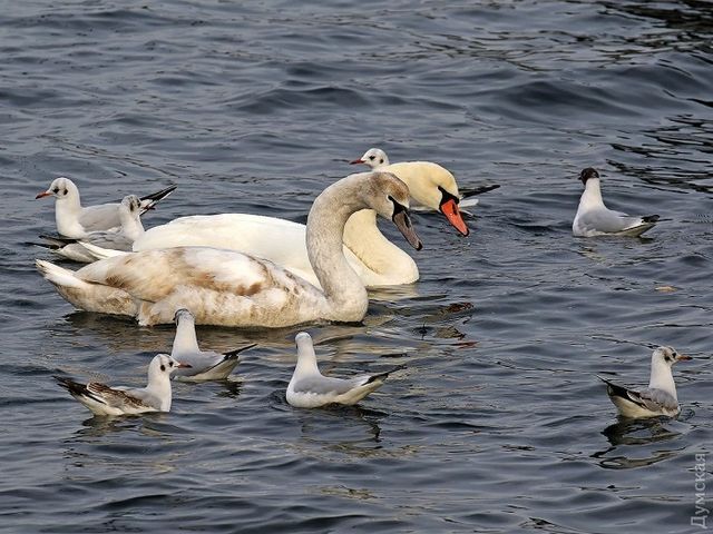 Майже весна: дивовижний фоторепортаж з Одеси - фото 146293