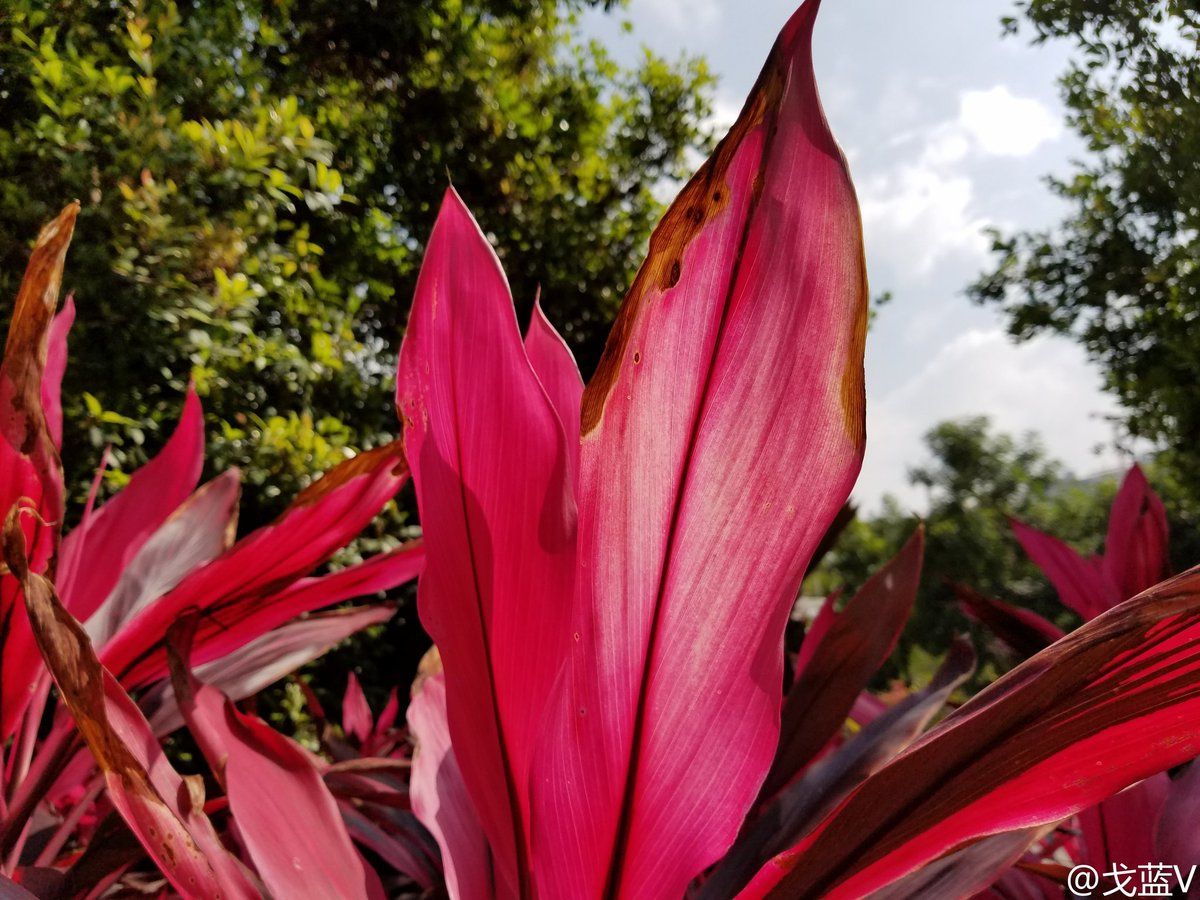 З'явилися перші фото, зроблені на Samsung Galaxy S8