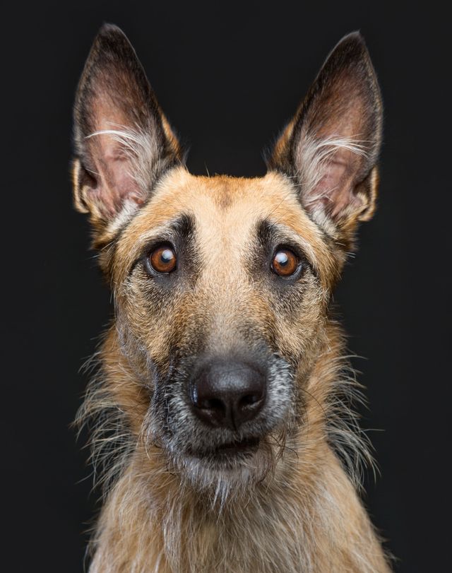 Про що думає ваш собака: кумедні фото - фото 142195