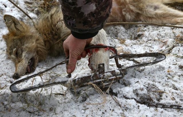 Фотограф показав полювання на вовків у Чорнобильській зоні: моторошні кадри - фото 143901