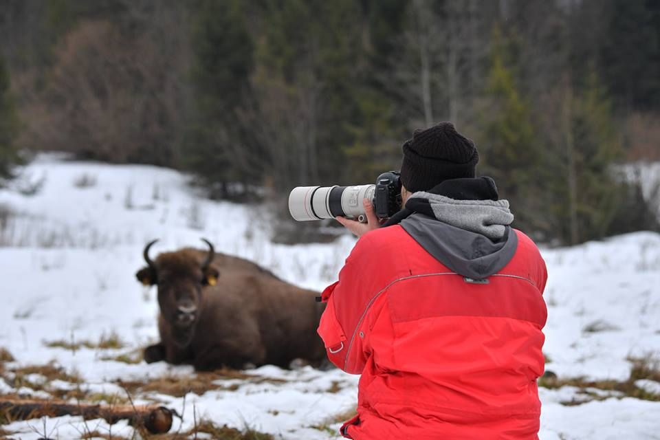 З'явилися вражаючі фото унікальної долини зубрів в Карпатах