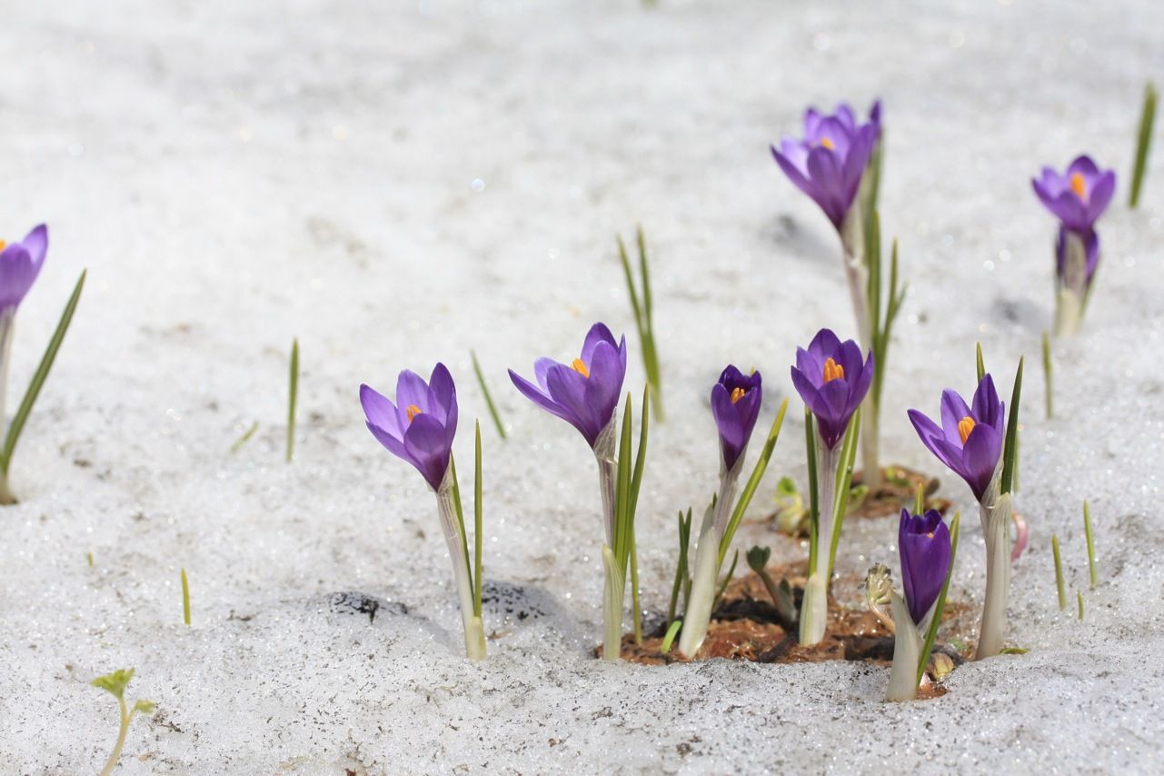 Де в неділю слід знову очікувати на сніг