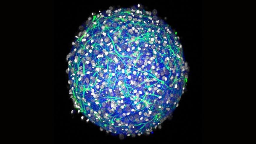 Науковці створили мозок, який самостійно розвивається