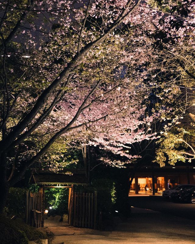 Сакура - фото 143816