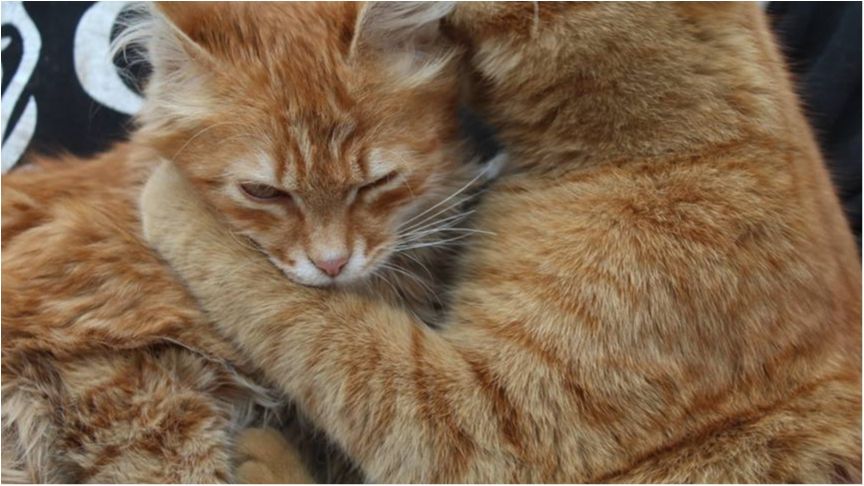 Улюбленці бійців АТО - фото 1