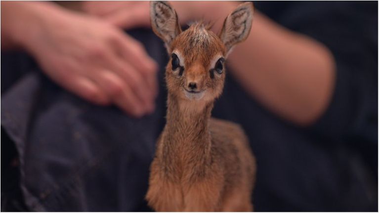 Мережу підкорив малюк антилопи з кумедним носом: зворушливе відео