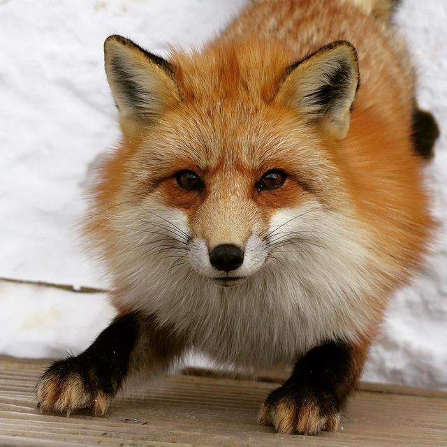 Лисиця - фото 141300