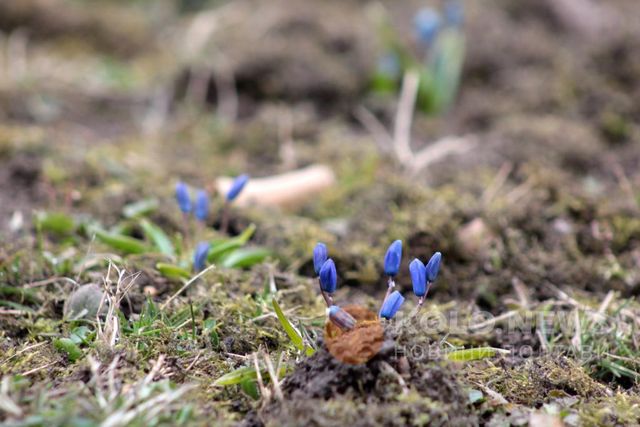 У Полтаві розцвіли проліски: фотофакт - фото 145631