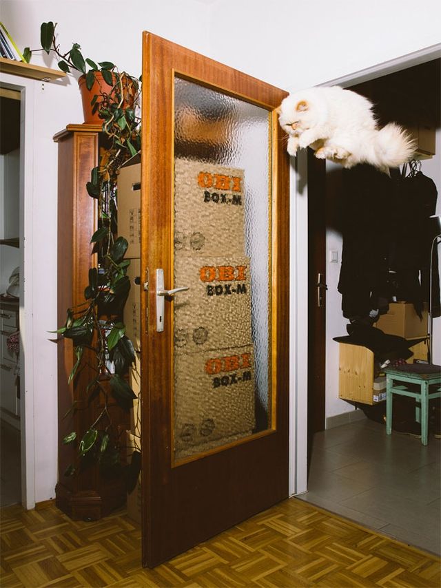 Коти, які вміють літати: незвичайні фото - фото 147309