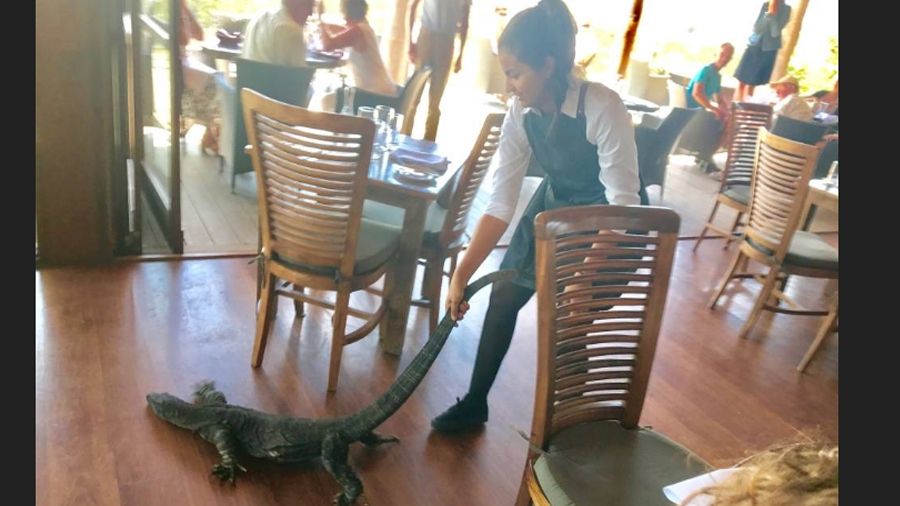 Офіціантка стала зіркою мережі після "боротьби" з ящіркою: курйозне відео
