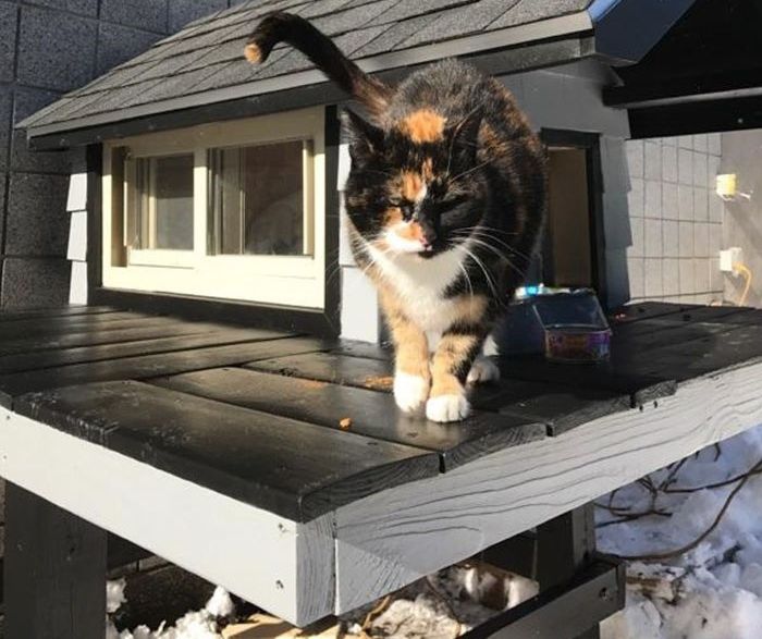 У США поліцейські збудували будиночок для свого кота-талісмана