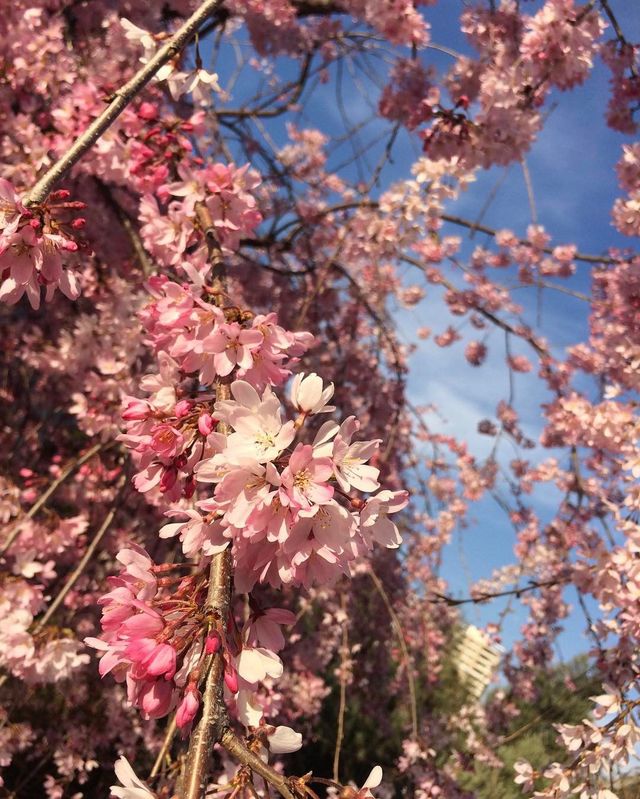 Сакура - фото 143817