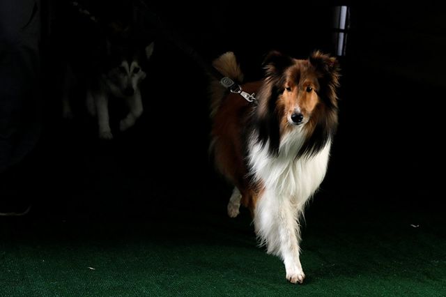 Визначено переможця найпрестижнішої виставки собак: фоторепортаж - фото 143251