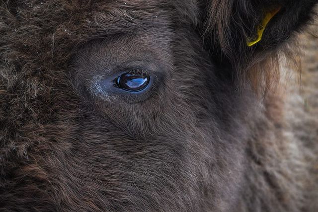 З'явилися вражаючі фото унікальної долини зубрів в Карпатах - фото 145207