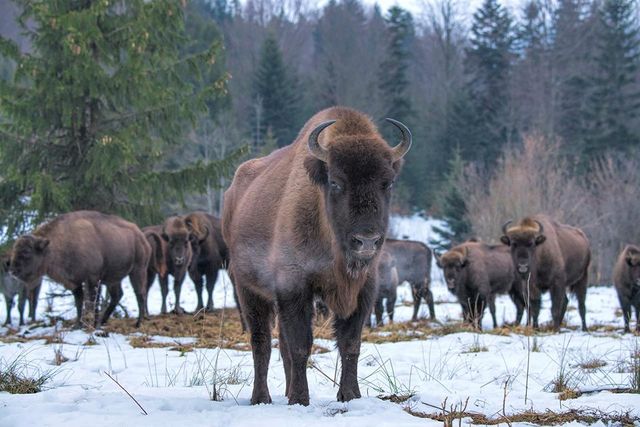 З'явилися вражаючі фото унікальної долини зубрів в Карпатах - фото 145211