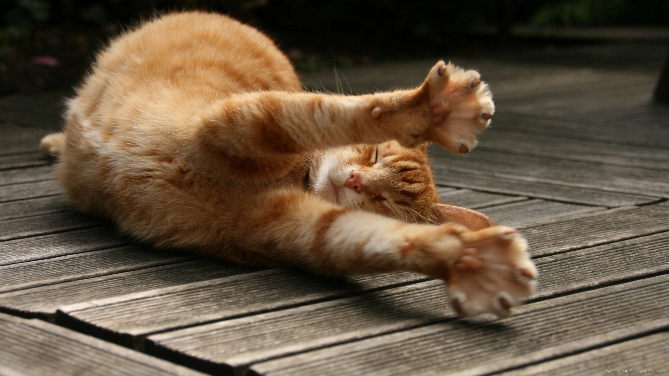 Кіт-воротар підкорив мережу: кумедне відео