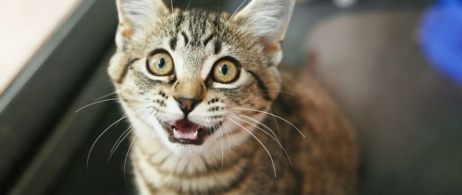Чому коти видають дивні звуки