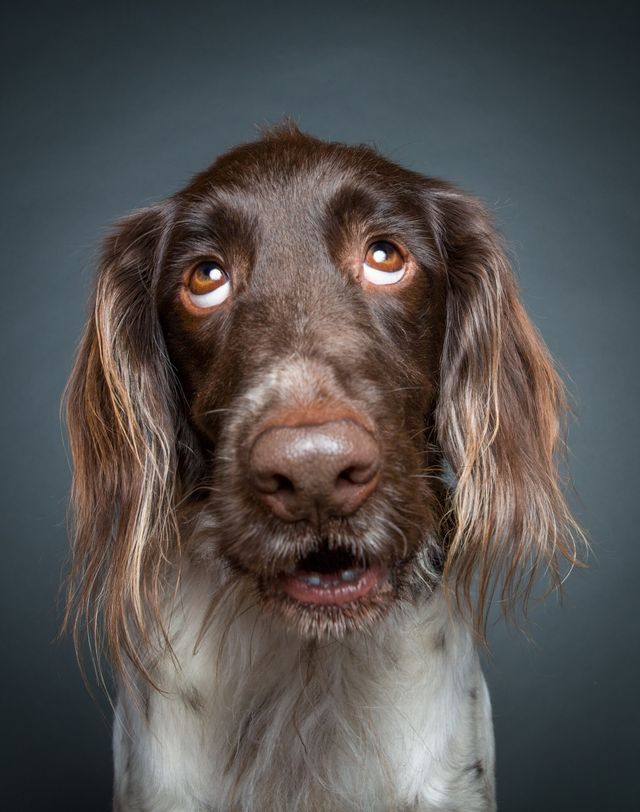 Про що думає ваш собака: кумедні фото - фото 142191