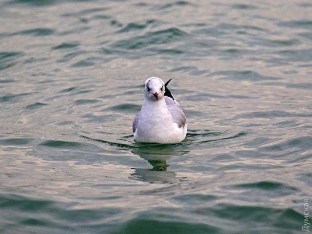 Майже весна: дивовижний фоторепортаж з Одеси - фото 146298