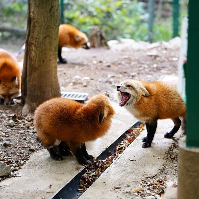 Лисиця - фото 141302