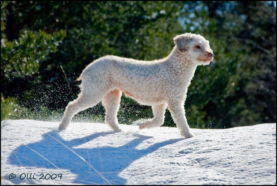 Spanish water dog - фото 1