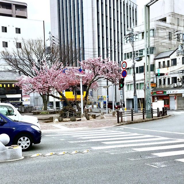 Сакура - фото 143814