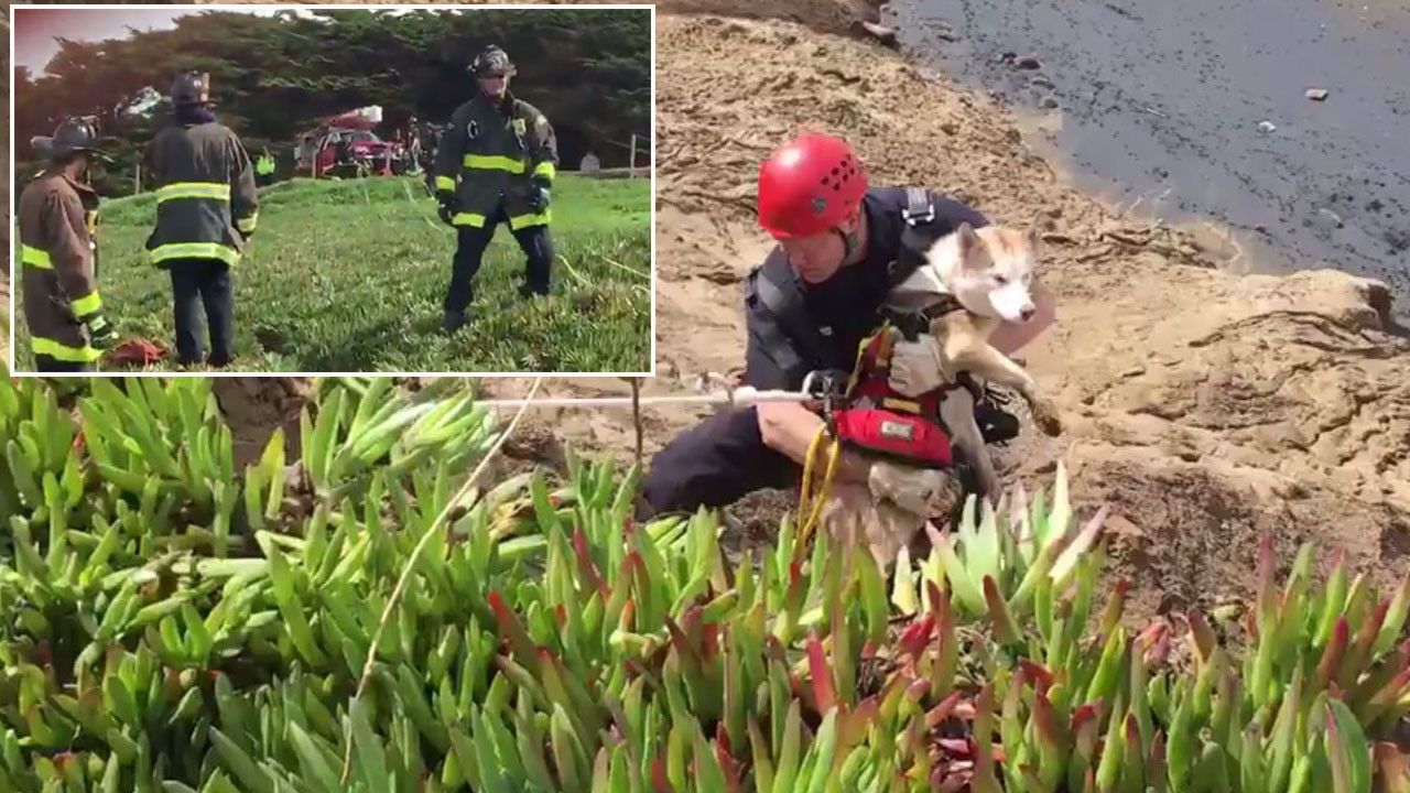 Відео порятунку собаки в Каліфорнії розчулило мережу