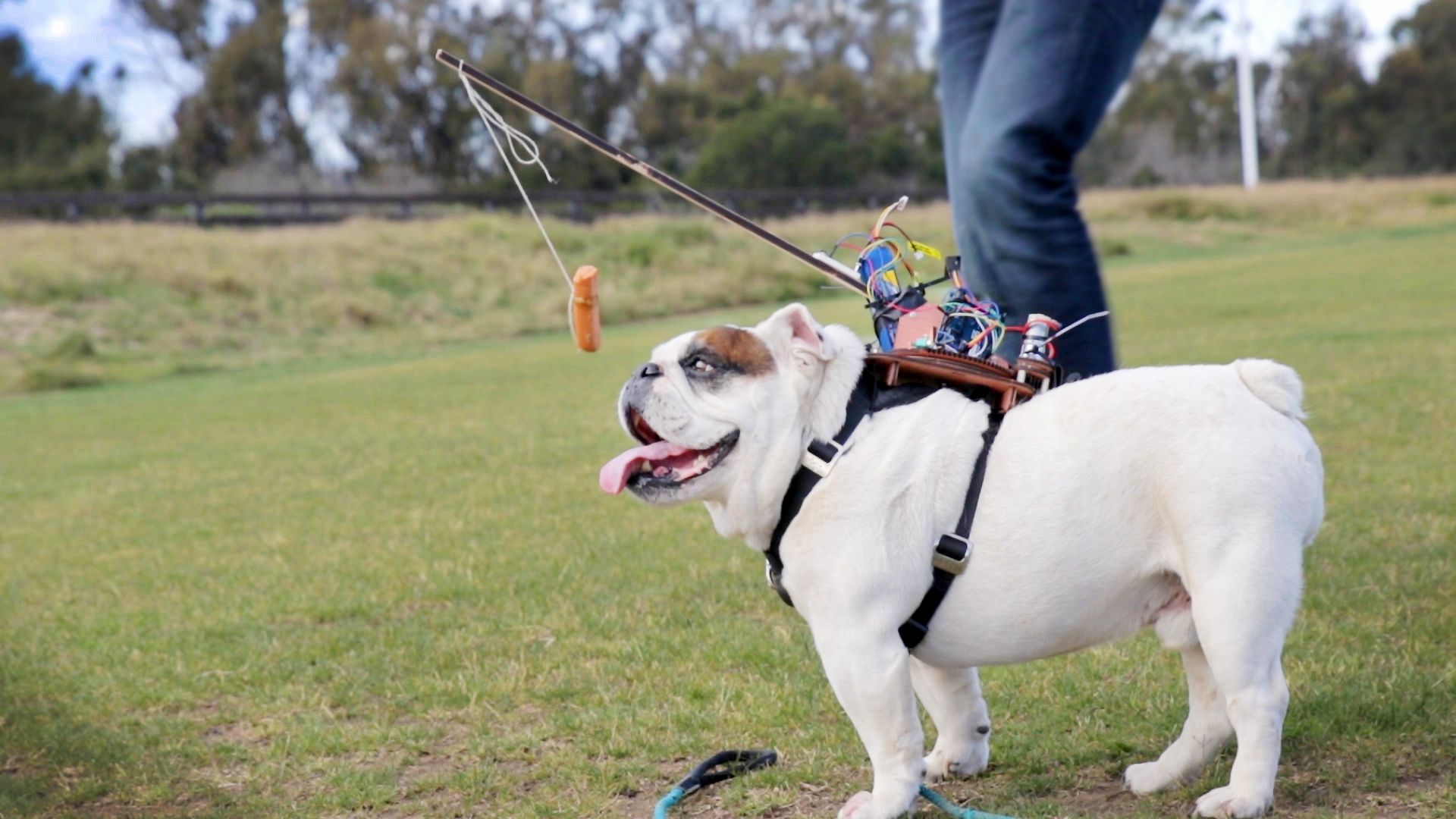 Американець створив пульт керування собакою
